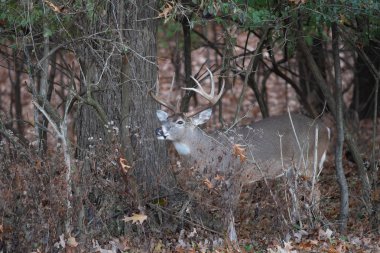 büyük ak kuyruklu geyik ormana sonbaharda buck.