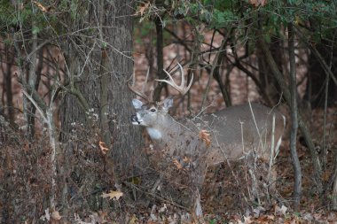 büyük ak kuyruklu geyik ormana sonbaharda buck.