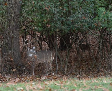 büyük ak kuyruklu geyik ormana sonbaharda buck.