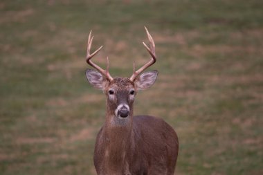 ak kuyruklu geyik sekiz maddelik buck sonbaharda bir çayırda.