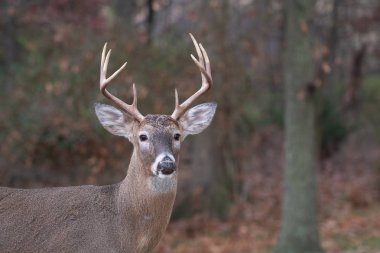Ak kuyruklu geyik sağ noktası buck Missouri Mississippi Nehri yakınındaki ormanda kenarı boyunca çalışır