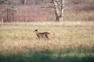 Büyük ak kuyruklu geyik Smoky Dağları Milli Parkı, Tennessee açık bir alandaki ayakta buck