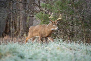 Büyük ak kuyruklu geyik ormanın kenarında üzerinde soğuk bir sabah Smoky Dağları Milli Parkı, Tennessee'de buck