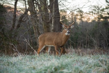 Büyük ak kuyruklu geyik ormanın kenarında üzerinde soğuk bir sabah Smoky Dağları Milli Parkı, Tennessee'de buck