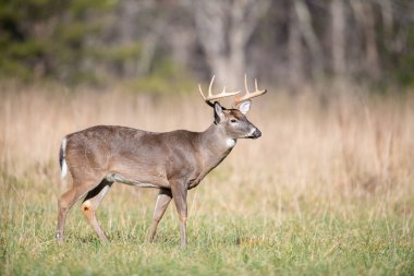 Büyük ak kuyruklu geyik Smoky Dağları Milli Parkı, Tennessee açık bir alandaki ayakta buck