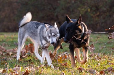 Siberian dış yapraklar ve Alman çoban köpeği, altı ay önce her iki kukla oyun açık bir alandaki bir sopayla