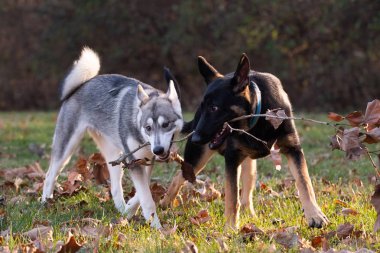 Siberian dış yapraklar ve Alman çoban köpeği, altı ay önce her iki kukla oyun açık bir alandaki bir sopayla