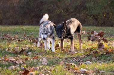 Siberian dış yapraklar ve Alman çoban köpeği, altı ay önce her iki kukla oyun açık bir alandaki bir sopayla
