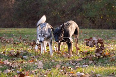 Siberian dış yapraklar ve Alman çoban köpeği, altı ay önce her iki kukla oyun açık bir alandaki bir sopayla