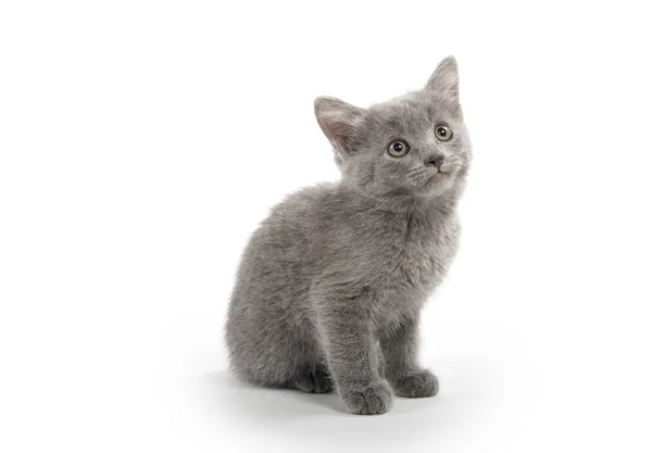 Lindo Gris Taquigrafía Gatito Sentado Aislado Blanco Fondo —  Fotos de Stock