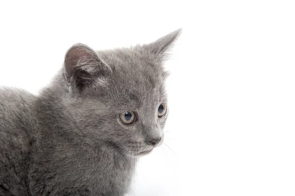 Cute Gray Shorthair Kitten Sitting Isolated White Background — Stock Photo, Image