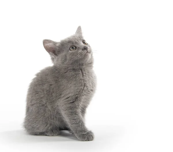 Leuke Grijze Korthaar Kitten Vergadering Geïsoleerd Witte Achtergrond — Stockfoto