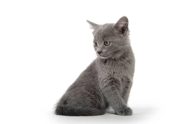 Niedliche Graue Kurzhaarkatze Sitzt Isoliert Auf Weißem Hintergrund — Stockfoto