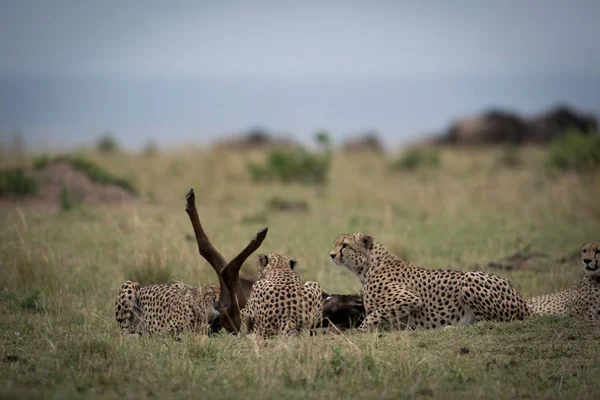 Groupe Guépards Attaquant Gnous Dans Masai Mara Game — Photo