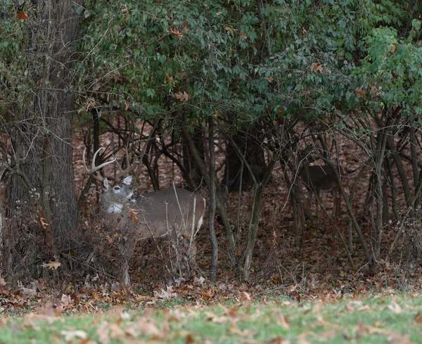 Large White Tailed Deer Buck Woods Autumn — Stock Photo, Image