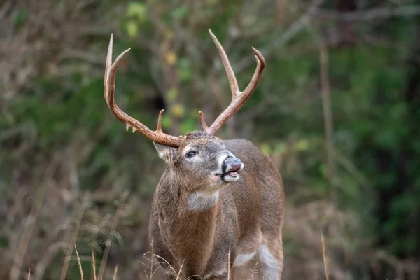 Μεγάλο Λευκό Ουρά Ελάφια Lip Buck Κέρλινγκ Κατά Τέλμα — Φωτογραφία Αρχείου