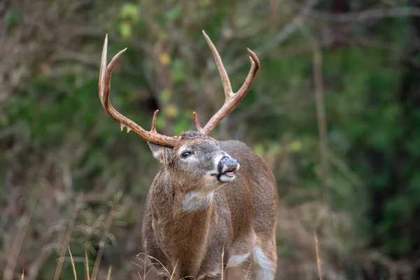 Μεγάλο Λευκό Ουρά Ελάφια Lip Buck Κέρλινγκ Κατά Τέλμα — Φωτογραφία Αρχείου