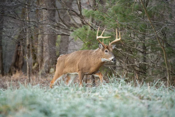 Großer Weißschwanzhirsch Waldrand Einem Frostigen Morgen Rauchigen Gebirgsnationalpark Tennissee — Stockfoto