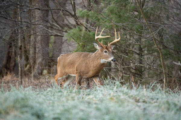 Grand Cerf Virginie Lisière Des Bois Par Une Matinée Glacée — Photo