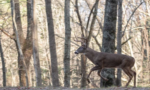Ormanın Içinden Rut Sırasında Çalışan Büyük Kuyruklu Geyik Buck — Stok fotoğraf