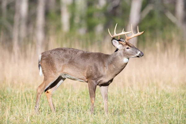 Duże Jeleń Buck Stojący Otwartym Polu Smoky Mountains National Park — Zdjęcie stockowe