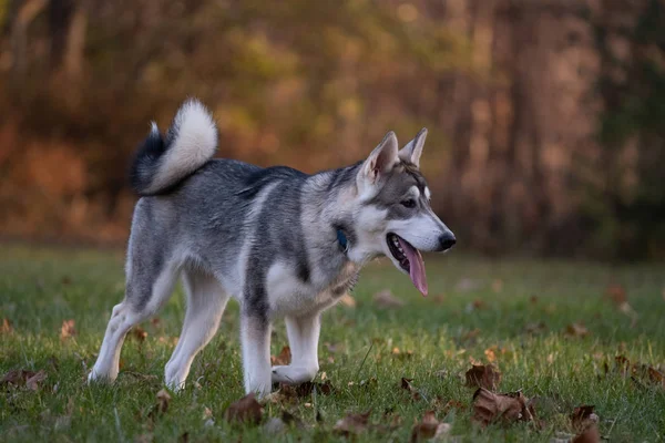 Futás Ban Egy Rét Szibériai Husky Esik Színek — Stock Fotó