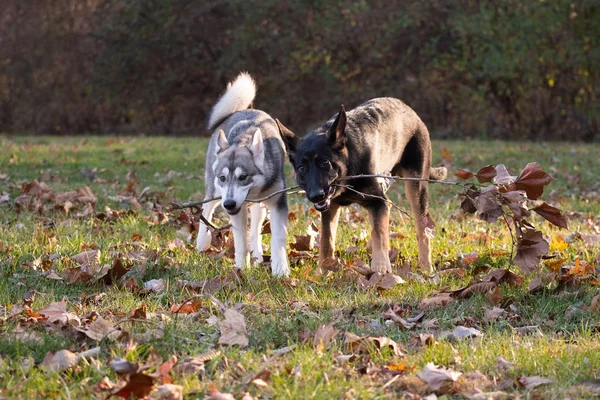 Siberian dış yapraklar ve Alman çoban köpeği, altı ay önce her iki kukla oyun açık bir alandaki bir sopayla
