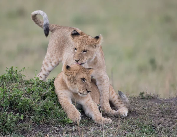 在肯尼亚马赛马拉野生动物保护区的大草原上 两只狮子幼崽在一起玩耍 — 图库照片