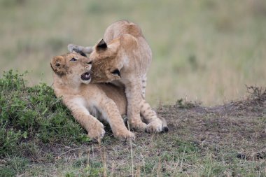Kenya'daki Masai Mara oyun rezerv, Savannah oynayan iki aslan yavruları