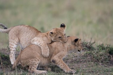 Kenya'daki Masai Mara oyun rezerv, Savannah oynayan iki aslan yavruları