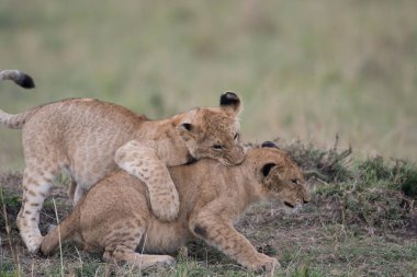 Kenya'daki Masai Mara oyun rezerv, Savannah oynayan iki aslan yavruları