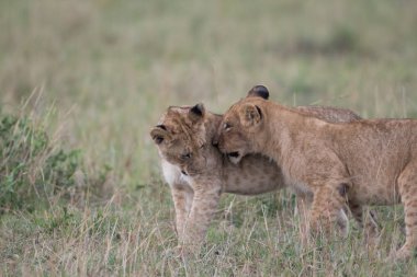 Kenya'daki Masai Mara oyun rezerv, Savannah oynayan iki aslan yavruları