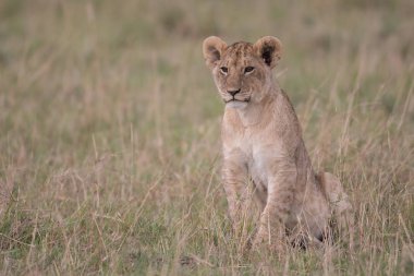 Aslan yavrusu bir Savannah Masai Mara Game Reserve içinde