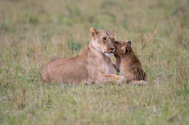 Masai Mara Game Reserve, Kenya dişi aslanla bir aslan yavrusu çalış