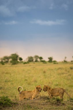 Masai Mara Game Reserve, Kenya içinde geç akşam aslan gurur bir ölüm