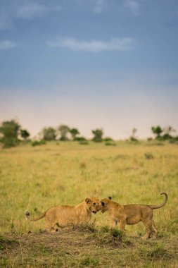 Masai Mara Game Reserve, Kenya içinde geç akşam aslan gurur bir ölüm