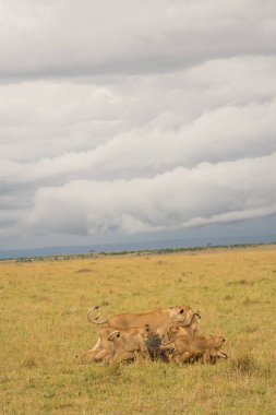 Bir ölüm Masai Mara Game Reserve, Kenya fırtınalı bir akşam beslenirler aslan gurur
