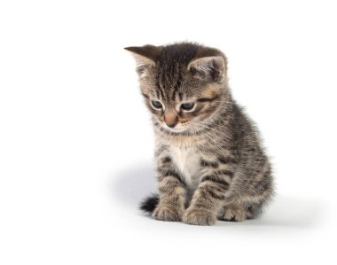 Şirin bebek tabby yavru kedi üzerinde izole beyaz arka plan bakıyor