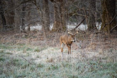 Büyük ak kuyruklu geyik ormanın kenarında üzerinde soğuk bir sabah Smoky Dağları Milli Parkı, Tennessee'de buck