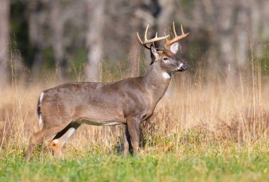 Büyük ak kuyruklu geyik Smoky Dağları Milli Parkı, Tennessee açık bir alandaki ayakta buck