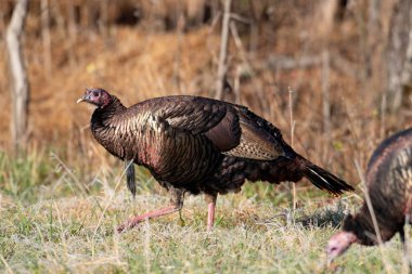 Vahşi bir çayırlarda kış soğuk bir sabah üzerinde yürüyen Türkiye.