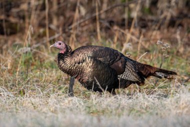 Wild turkey walking through a meadow on a frosty morning in winter. clipart