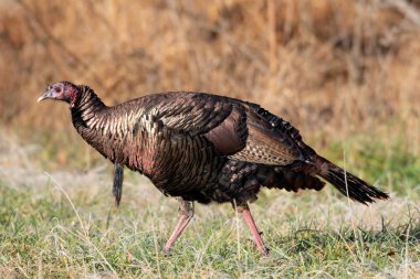 Vahşi bir çayırlarda kış soğuk bir sabah üzerinde yürüyen Türkiye.