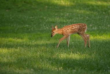 Ak kuyruklu geyik geyik yavrusu olarak yaz aylarında bir çayır.