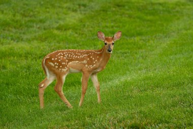 Ak kuyruklu geyik geyik yavrusu olarak yaz aylarında bir çayır.