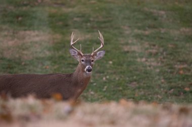 ak kuyruklu geyik sekiz maddelik buck sonbaharda bir çayırda.