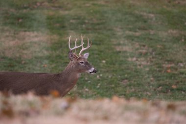 ak kuyruklu geyik sekiz maddelik buck sonbaharda bir çayırda.