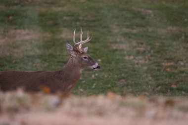 ak kuyruklu geyik sekiz maddelik buck sonbaharda bir çayırda.