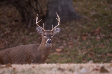 ak kuyruklu geyik sekiz maddelik buck sonbaharda bir çayırda.