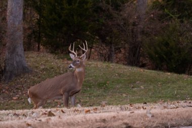ak kuyruklu geyik sekiz maddelik buck sonbaharda bir çayırda.